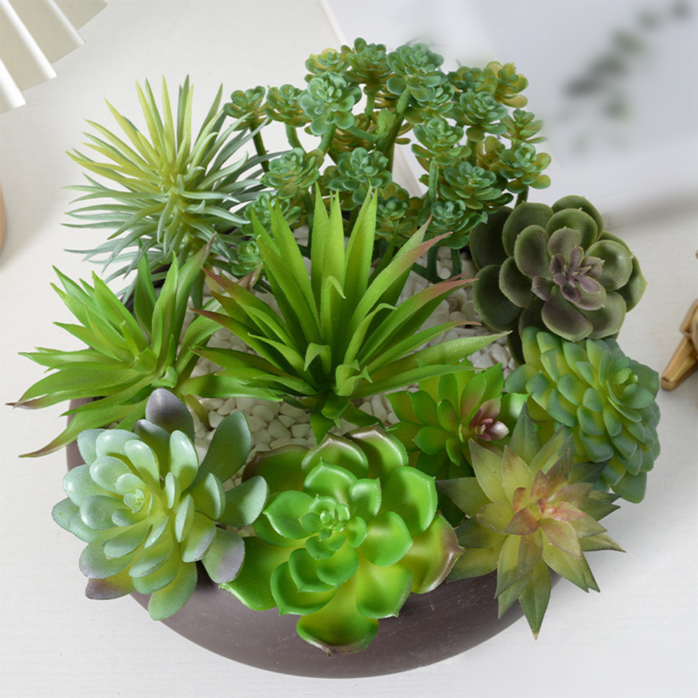 Charming For Mini Bonsai Succu - огляд і ціна Succulent Arrangement Mini